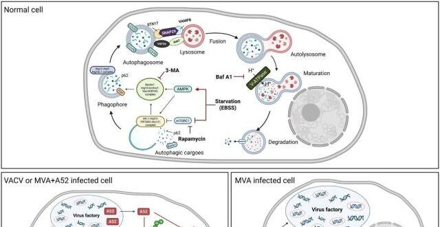 PLoS Pathog | 中国农大彭辰团队揭示痘病毒宿主限制新型机制_腾讯新闻