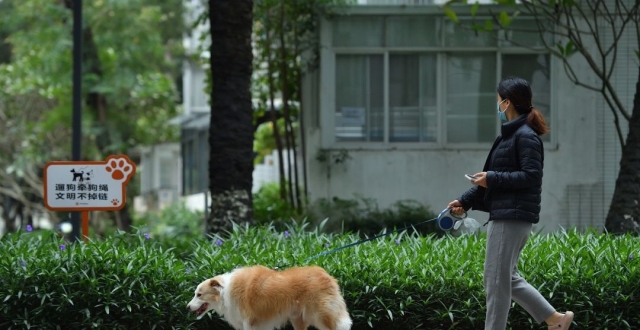 烈犬伤童事件后，“失焦”的多地捕狗风波_腾讯新闻