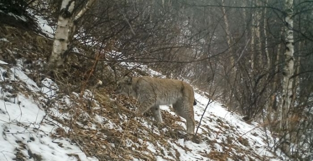 四川壤塘出现“狼猫”，外形奇特，性情凶猛，能单独搏杀野狼_腾讯新闻