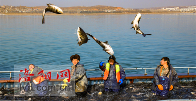 科普！洛阳共有黄河鲤鱼、伊河鲂鱼等鱼类79种_腾讯新闻