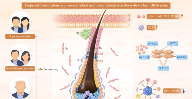 探索头皮衰老：单细胞和时空测序绘制人毛囊老化分子图谱_腾讯新闻