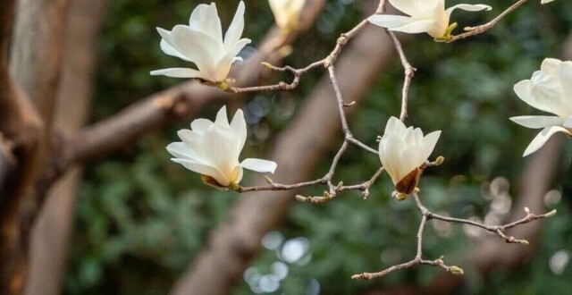 扬州5个玉兰花赏花好去处推荐！错过等一年！_腾讯新闻