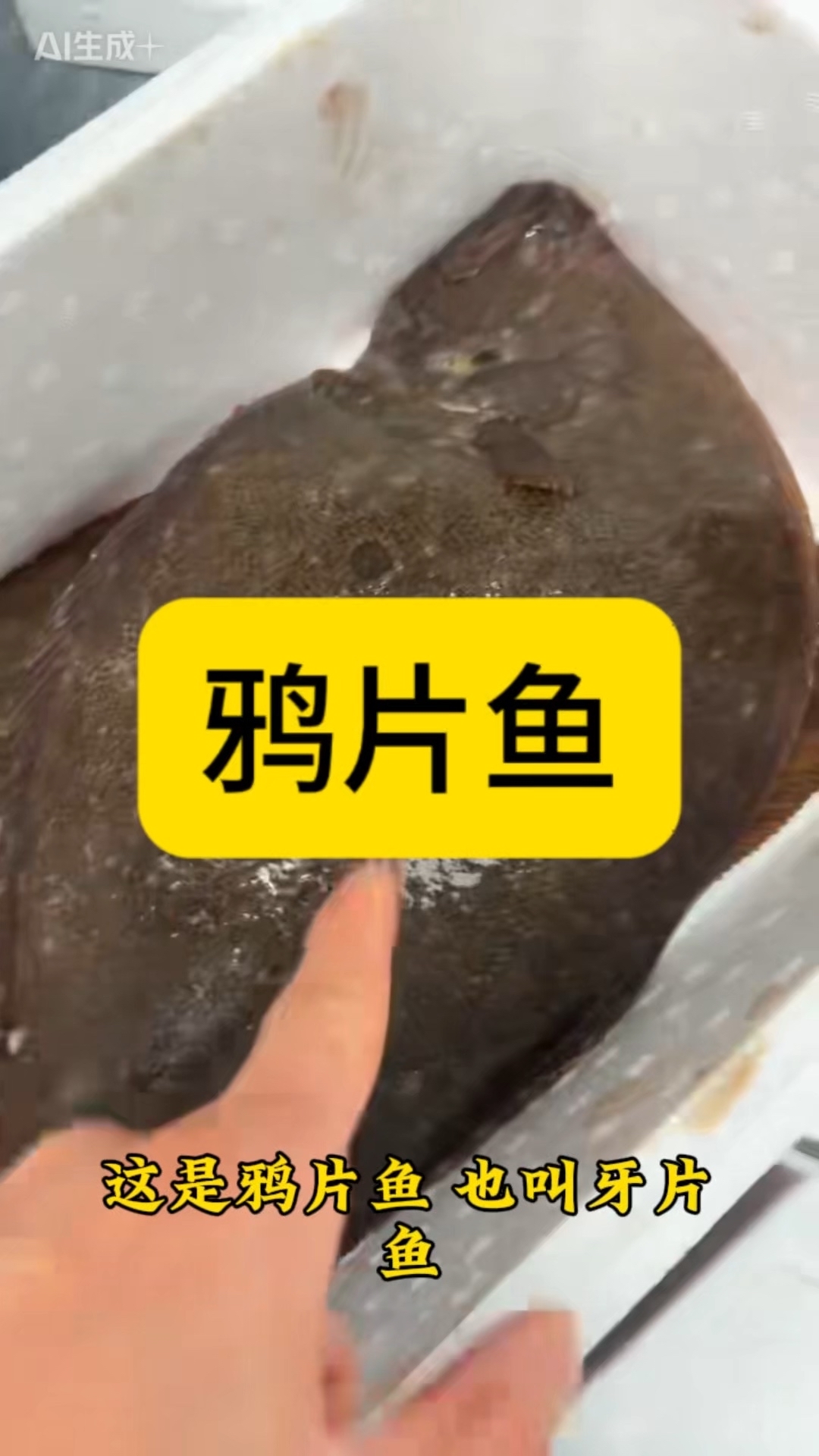 鸦片鱼（牙片鱼）：底层优质海鱼，养殖利润有空间_腾讯新闻