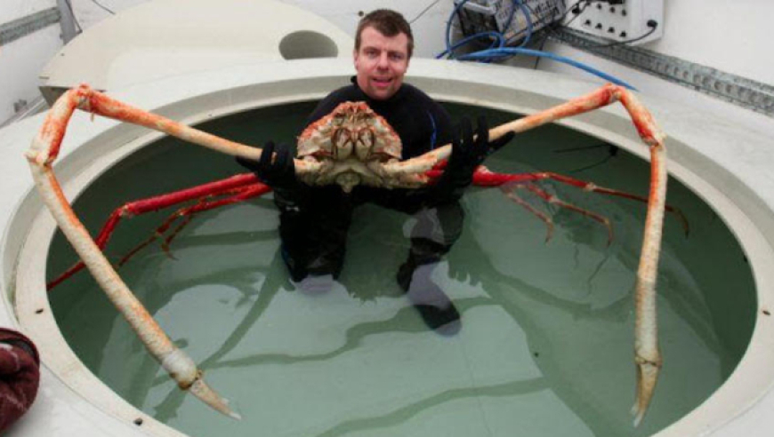 日本蜘蛛蟹,身长4米可活100年,世界上体型最大的螃蟹