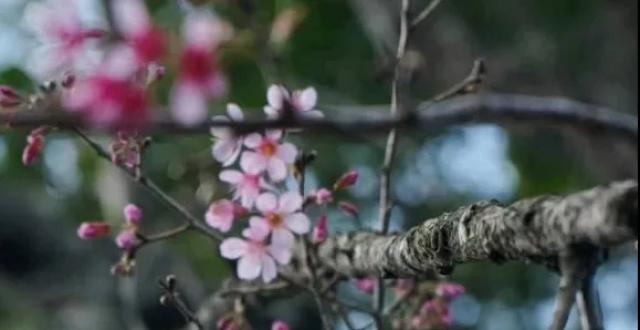 缅甸东枝樱花盛开，禁止乱摘乱折_腾讯新闻