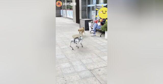 真狗与机器狗成都街头偶遇 主人：柴犬害怕但勇敢，怒吼保护伙伴_腾讯新闻