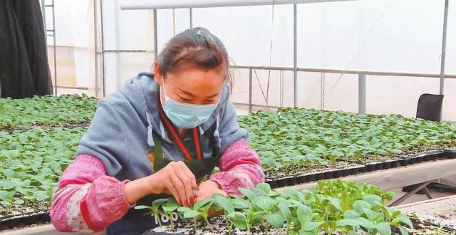 弥渡县：现代设施种植业扬优成势_腾讯新闻