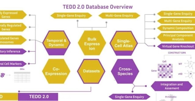 TEDD 2.0：基于算法模拟的功能分析推进发育机制研究的时序基因表达数据库_腾讯新闻