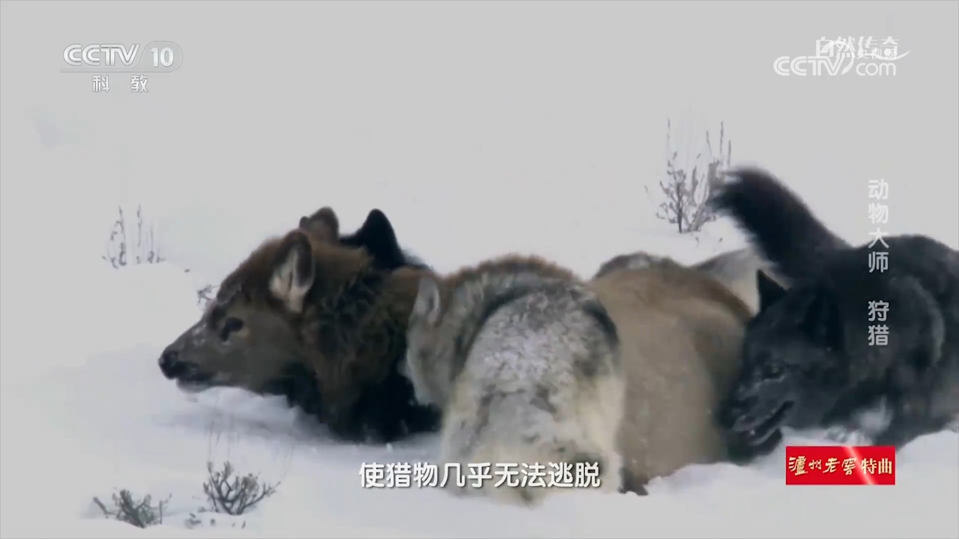 动物世界：狼的耐力十分持久，持续追踪猎物不放，直至成功完成捕食_腾讯新闻