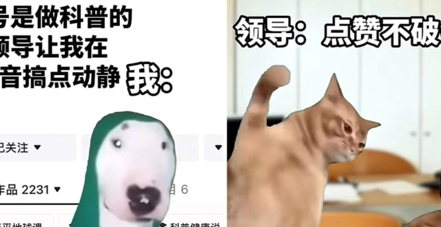 猫 meme 视频全网爆火！到底对年轻人有什么魔力？_腾讯新闻