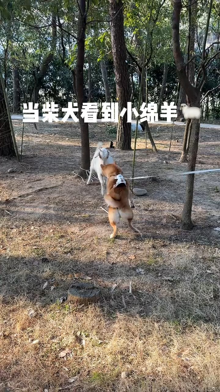 狗狗社交现场，柴犬内心想的是谁让直接放开绳子了_腾讯新闻