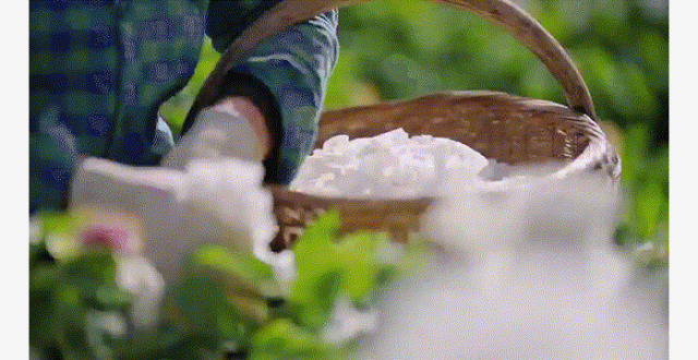 踏春赏花，让美景变“钱景”缩略图