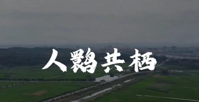 人鹮共栖：中学生视角下的朱鹮保护_腾讯新闻