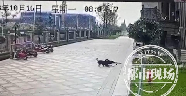 烈犬伤童事件后：城市“狗患”与“狗儿子”的碰撞_腾讯新闻