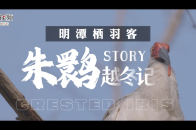 微纪录|黄河口野化放飞朱鹮越冬记_腾讯新闻