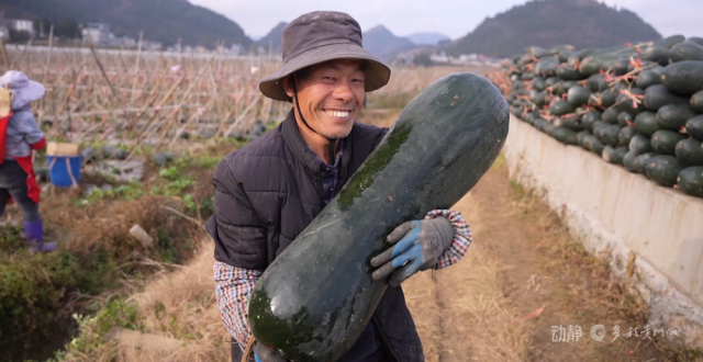 冬闲田不闲，贵州多地蔬菜迎丰收_腾讯新闻