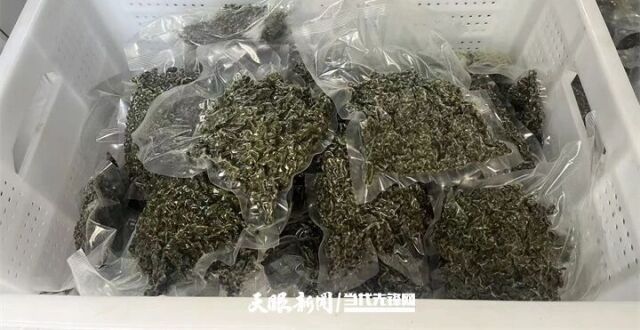 【绿色发展】荒山披绿 椒树生“金”｜贵州175万亩花椒林撬动44亿元产值_腾讯新闻