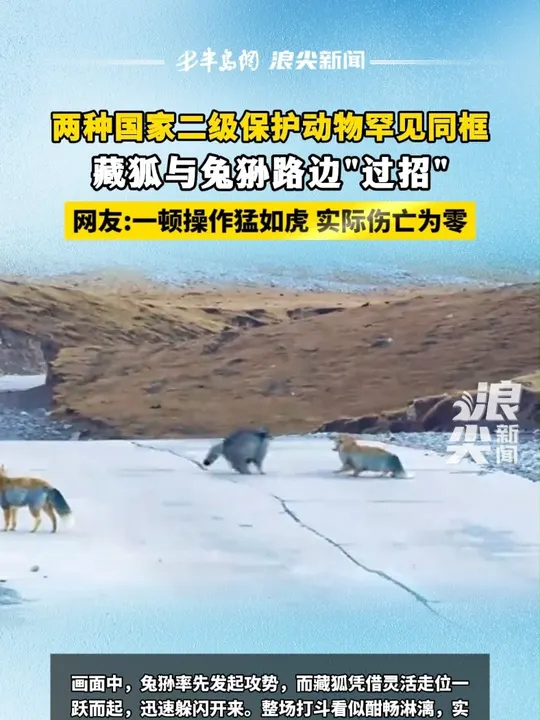 两种国家二级保护动物罕见同框！藏狐与兔狲路边“过招”，网友：一顿操作猛如虎实际伤亡为零_腾讯新闻