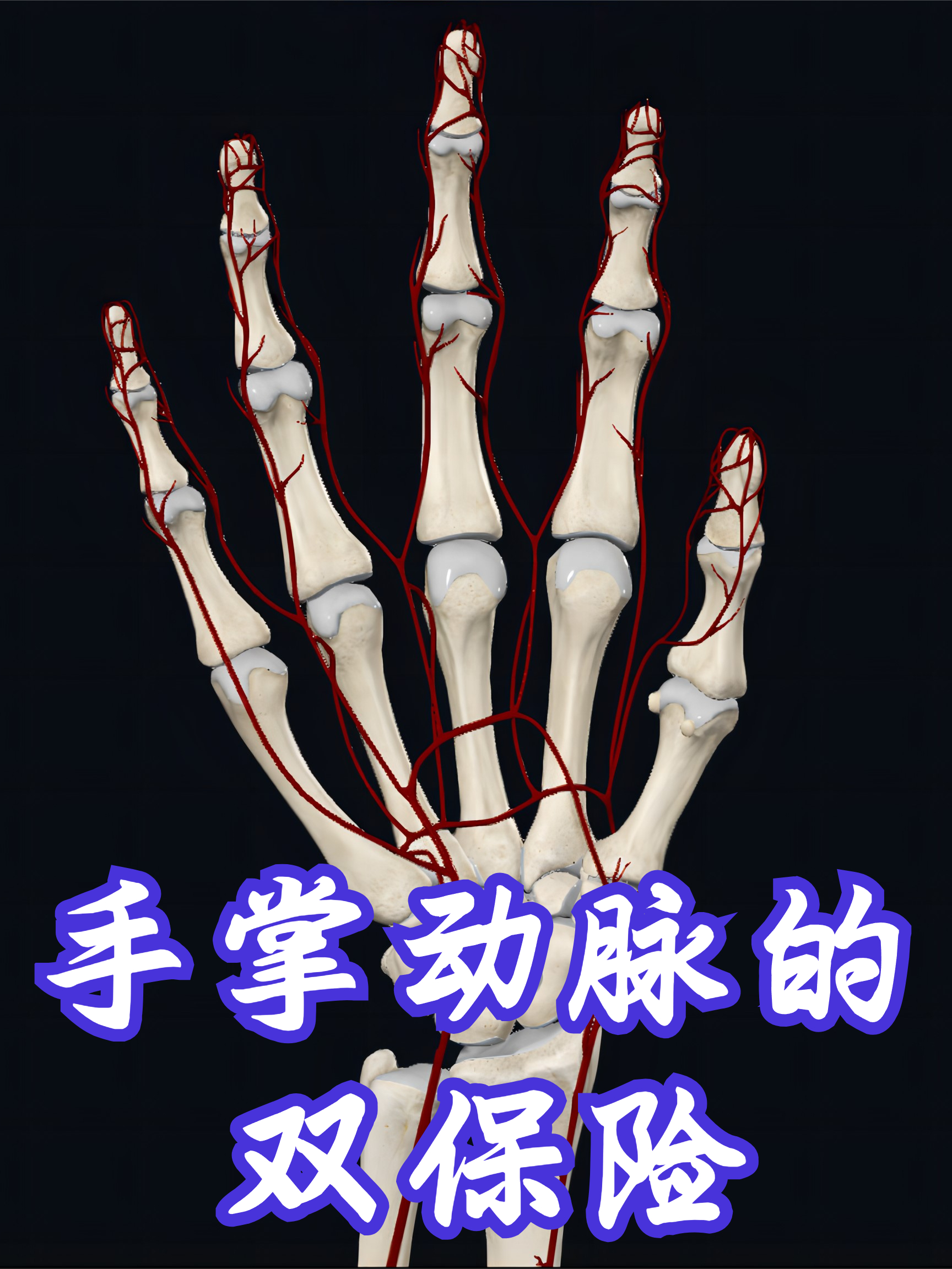 手掌动脉的双保险（掌浅弓、掌深弓） _腾讯新闻