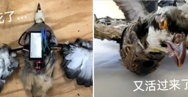 死鸟重生成了无人机，之后将和鸟群一起飞，不知道别的鸟能否发现它早死了……_腾讯新闻