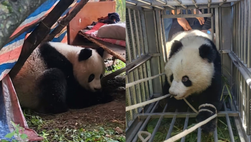野生大熊猫多次进村原是求救 其体重约正常熊猫一半 现正接受救治