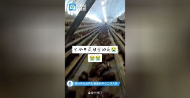 疑鸡场风机停电导致2000多只鸡一夜间死亡 当地畜牧中心：已做无害化处理，不会让死鸡流入市场_腾讯新闻