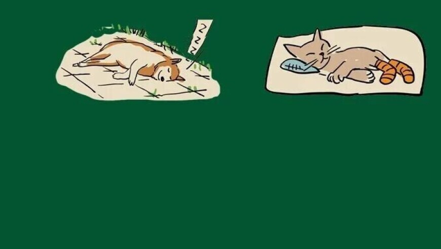 “沾枕就睡”是睡眠质量好？可能是身体发出求救信号