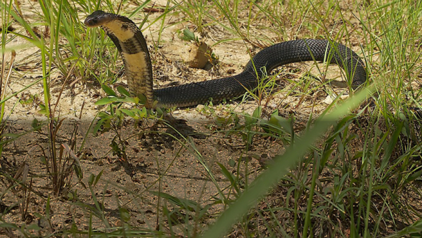 剧毒的南方常见蛇类