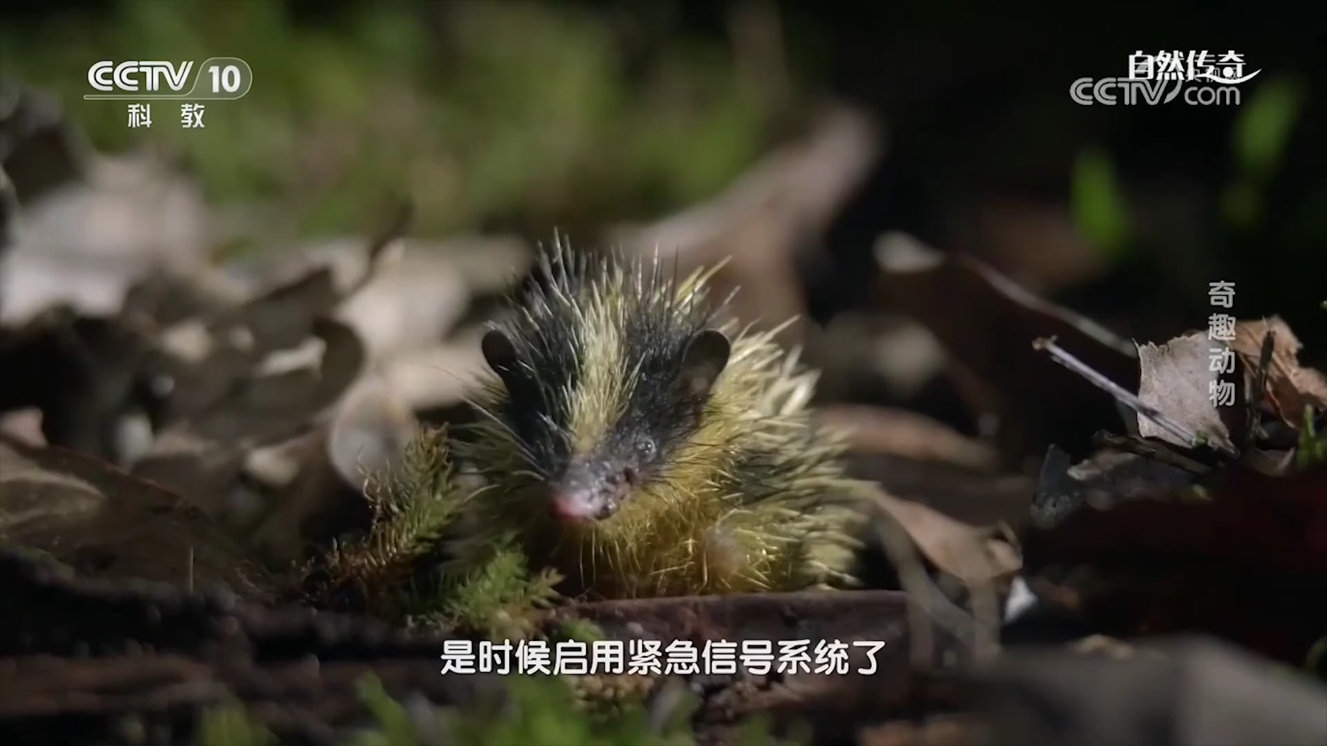 小马岛猬独自外出闲逛，树蚺悄然现身，危险步步紧逼_腾讯新闻