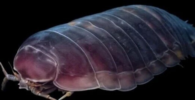 中国科学院海洋所首篇Cell：李富花团队揭示深海生物超强耐饿机制 | Cell Press论文速递_腾讯新闻