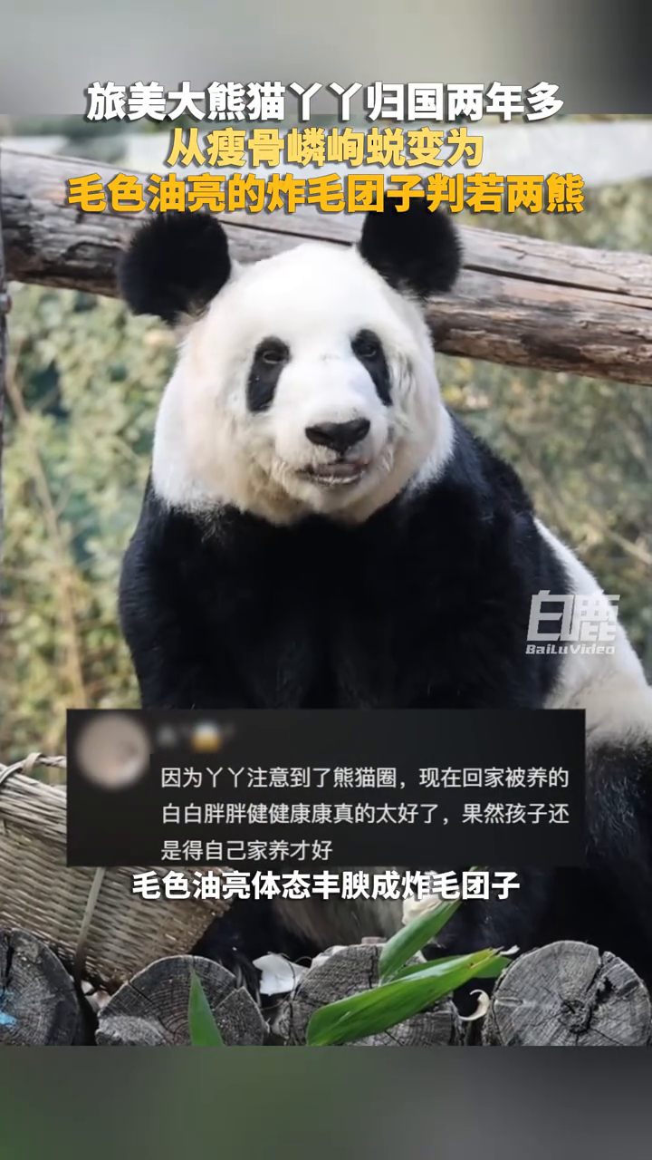 旅美大熊猫丫丫归国两年多，从瘦骨嶙峋蜕变为毛色油亮的炸毛团子_腾讯新闻