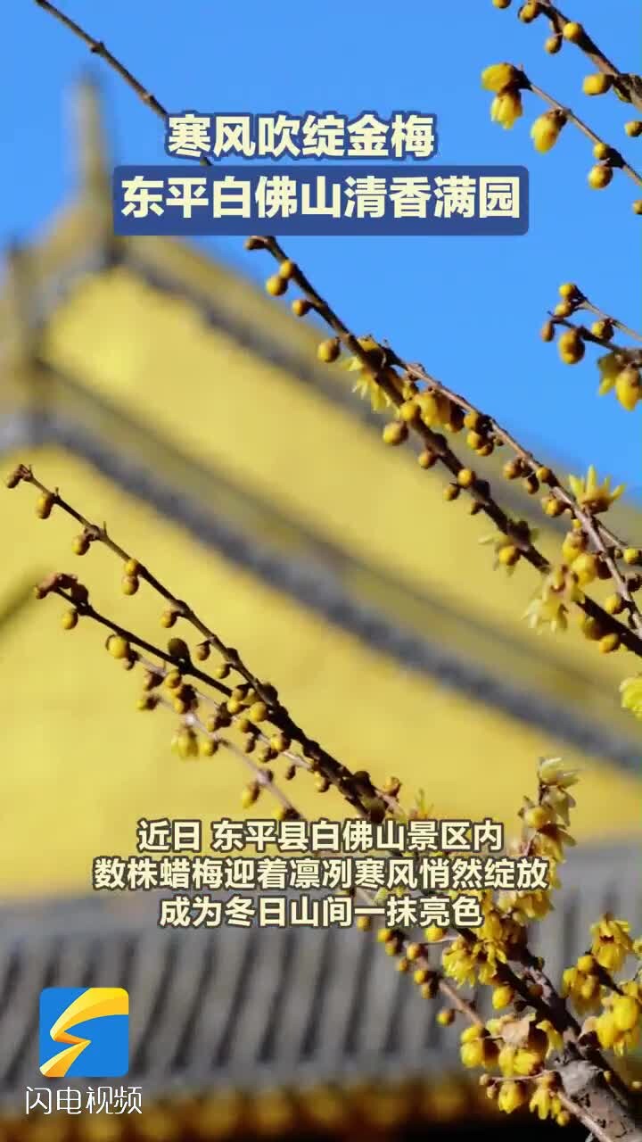 寒风吹绽金梅 东平白佛山清香满园_腾讯新闻