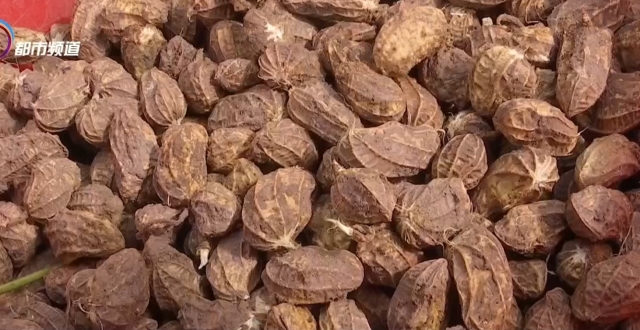 镰刀割叶子，用锄头铆足了劲儿挖！他们究竟在挖啥_腾讯新闻