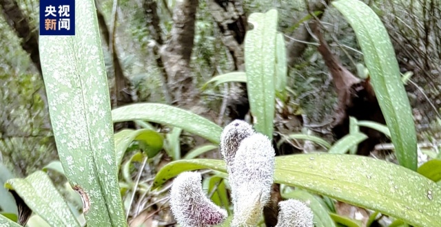 两个野生物种上新！广西首次发现麻栗坡绒兰和荔波杜鹃_腾讯新闻