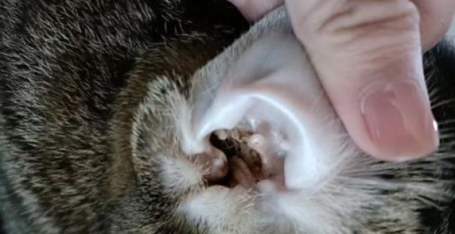 你的猫感染过耳螨吗？兽医教你如何预防及治疗_腾讯新闻