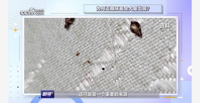 床虱会对人体造成哪些伤害？专家：影响可能比蚊子还要小_腾讯新闻