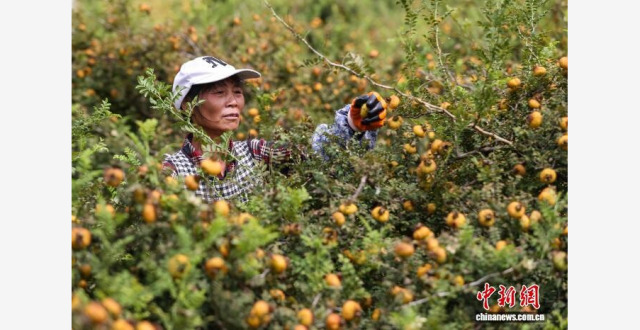 贵州龙里：刺梨采摘加工忙_腾讯新闻