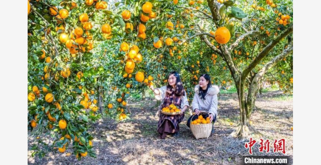 四川石棉：黄果柑丰收 飘香春天里_腾讯新闻