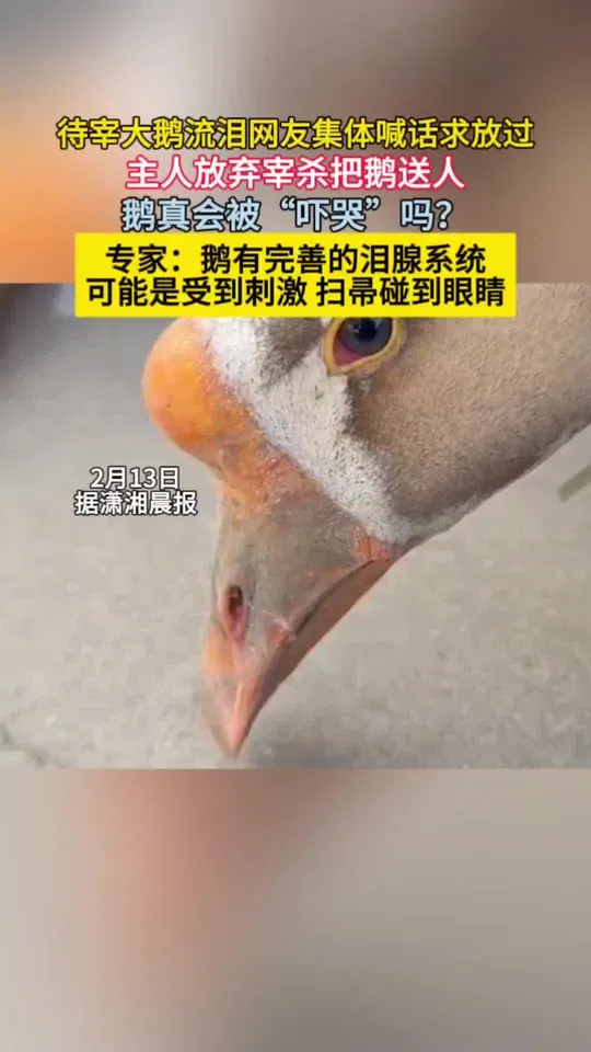 待宰大鹅流泪主人放弃宰杀 只好把鹅送人_腾讯新闻