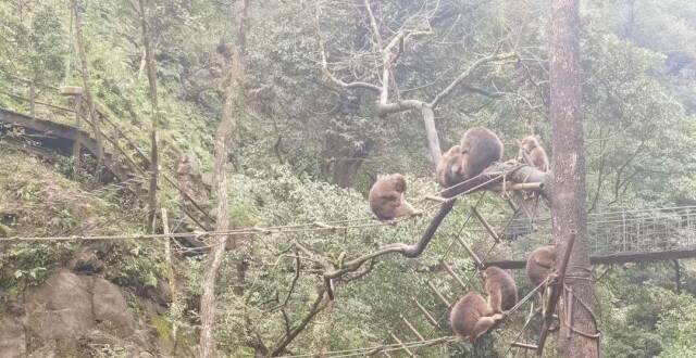 “猴管”招聘引热议 专家谈“人猴冲突”：厘清人猴边界，促进和谐共生_腾讯新闻