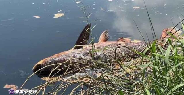 泰国百公斤巨鲤缺氧死亡