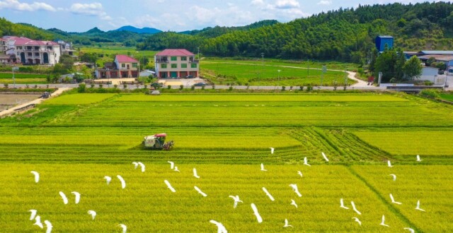 粮安天下的建宁护航：数字化赋能杂交稻制种第一县，再造农业新模式_腾讯新闻
