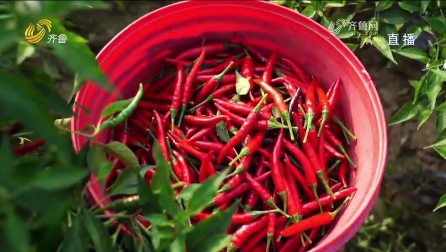 武城辣椒迎来大丰收,红红火火挂满枝头,菜农田间采摘忙