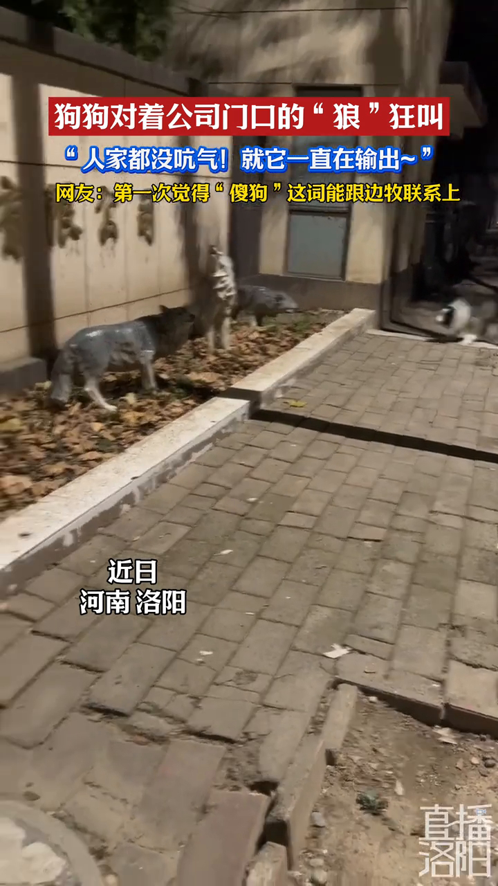 狗狗对着公司门口的“狼”狂叫，_腾讯新闻