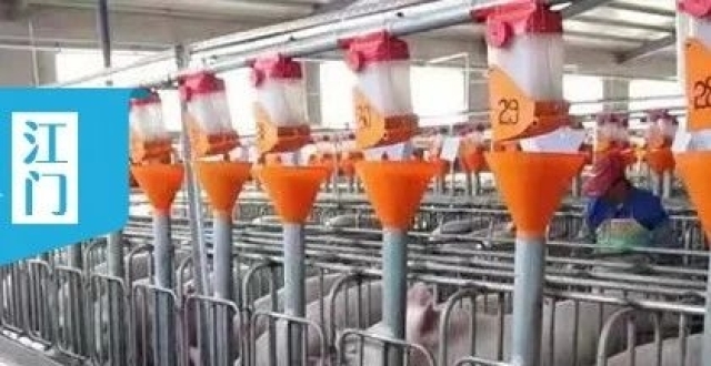 我市新增5家企业获供港澳活猪“入场券” | 早安，江门_腾讯新闻