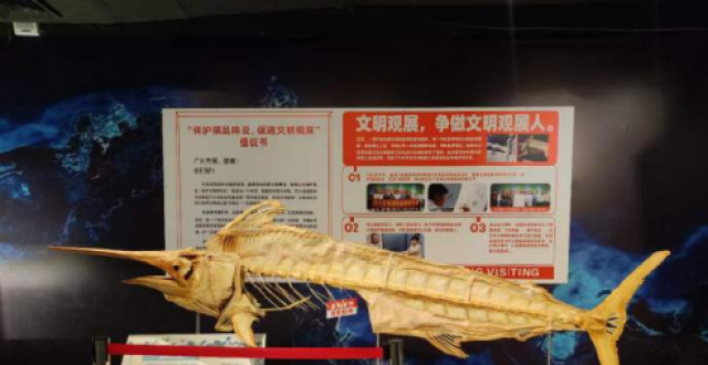 成都一游客掰断枪鱼标本后续：博物馆决定不修复，作为文明观展教育点_腾讯新闻