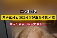主人刚回家狗子三分心虚四分讨好五分不知所措主人：最后一抬头才发现......_腾讯新闻