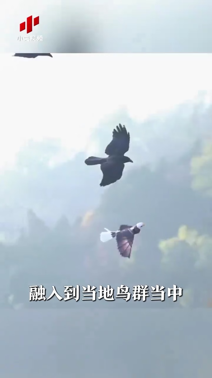 “鹰隼雀”大聚会 国产仿生机器鸟大爆发_腾讯新闻