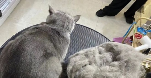 猫咪好可爱啊，买只猫吧，你确定猫咪的缺点能接受吗？_腾讯新闻