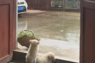 雨中的这一幕，温馨又治愈！原来小狗也会为雨发愁_腾讯新闻